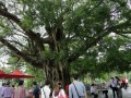 雷鳴鎮(zhèn)之“百里百村”